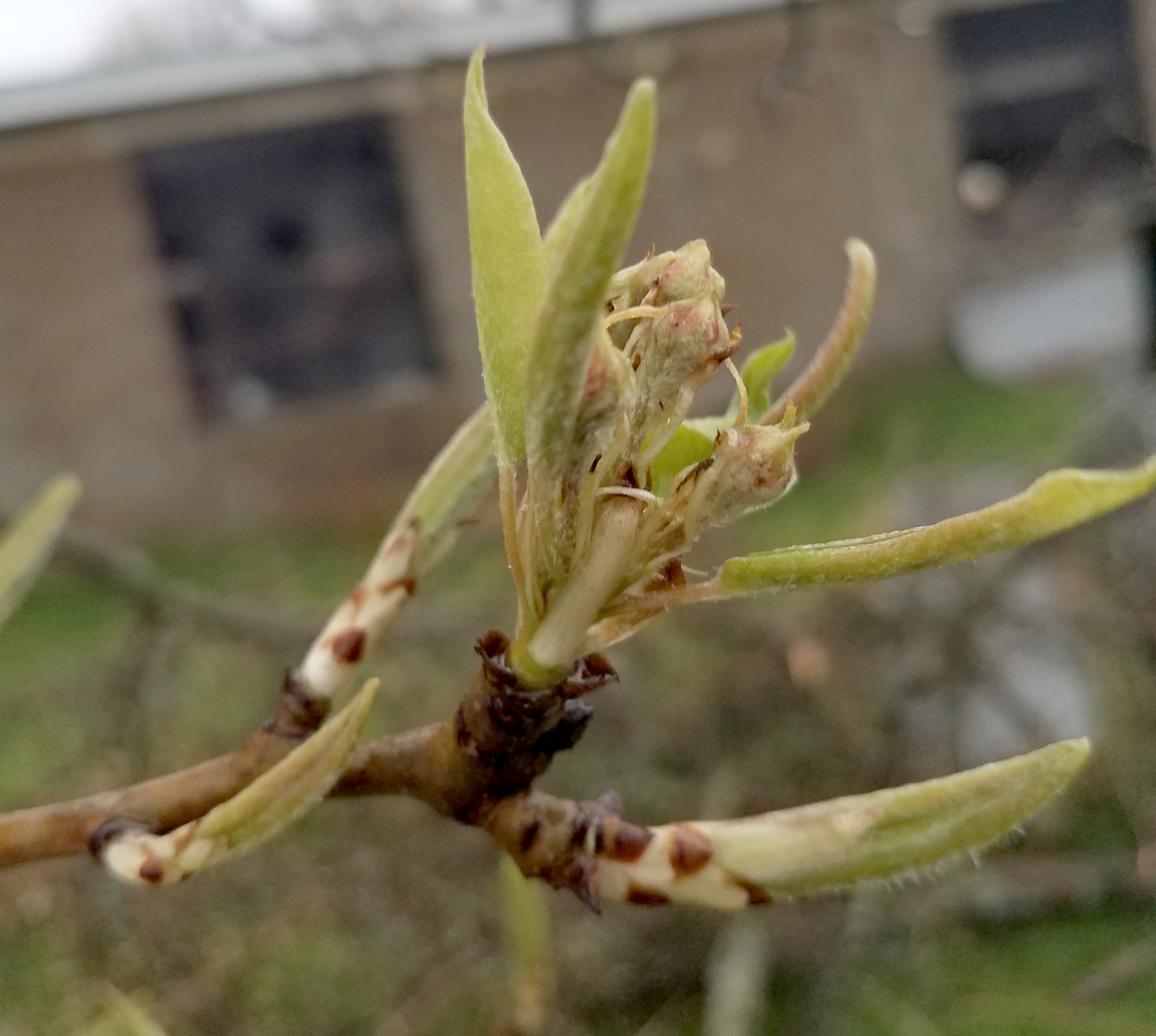 Pears at white bud stage